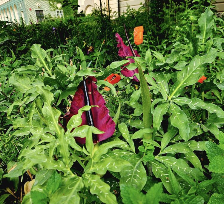 W ogrodzie łańcuckiego zamku zakwitła smocza lilia