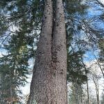 Jodła "Galicja" strażniczką pamięci o poległych żołnierzach 3 - Polskie Radio Rzeszów Jodła "Galicja" strażniczką pamięci o poległych żołnierzach - Polskie Radio Rzeszów