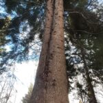 Jodła "Galicja" strażniczką pamięci o poległych żołnierzach 4 - Polskie Radio Rzeszów Jodła "Galicja" strażniczką pamięci o poległych żołnierzach - Polskie Radio Rzeszów