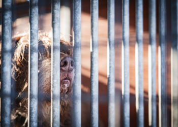 Władze Turcji chcą usypiać bezpańskie psy, których&nbsp;liczbę szacuje się na&nbsp;10 mln