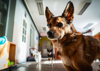 22 maja – Dzień Praw Zwierząt