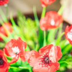 Pomnik w Cisnej: bohaterom spod Monte Cassino (fotogaleria) 7 - Polskie Radio Rzeszów Pomnik w Cisnej: bohaterom spod Monte Cassino (fotogaleria) - Polskie Radio Rzeszów