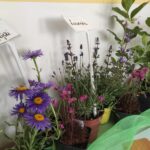 Dzień niezapominajki w przedszkolu nr 17 w Rzeszowie (zdjęcia) 3 - Polskie Radio Rzeszów Dzień niezapominajki w przedszkolu nr 17 w Rzeszowie (zdjęcia) - Polskie Radio Rzeszów