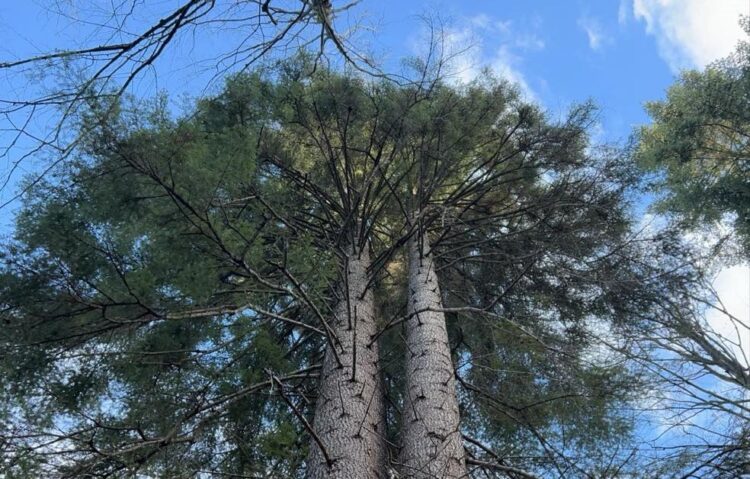 Jodła „Galicja” strażniczką pamięci o poległych żołnierzach