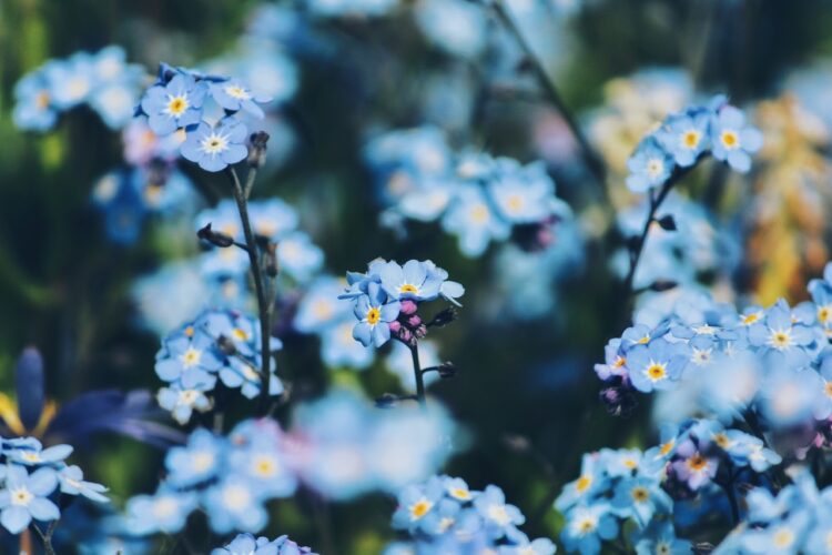 15 maja – Dzień Polskiej Niezapominajki