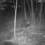 Niedźwiedź zawędrował aż pod Mielec. W poszukiwaniu partnerki? - Polskie Radio Rzeszów