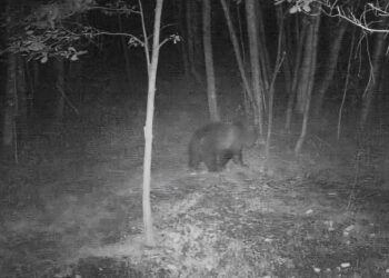 Niedźwiedź zawędrował aż&nbsp;pod&nbsp;Mielec. W&nbsp;poszukiwaniu partnerki?