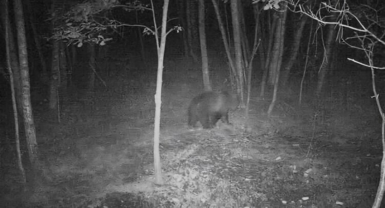 Niedźwiedź zawędrował aż pod Mielec. W poszukiwaniu partnerki?