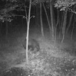 Niedźwiedź zawędrował aż pod Mielec. W poszukiwaniu partnerki? - Polskie Radio Rzeszów