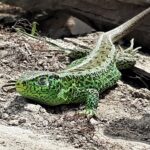 Remont kamiennej kapliczki w Polanach Surowicznych, nieistniejącej wsi łemkowskiej - Polskie Radio Rzeszów