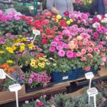 Kwiaty na bazarze przy ulicy Targowej - Polskie Radio Rzeszów