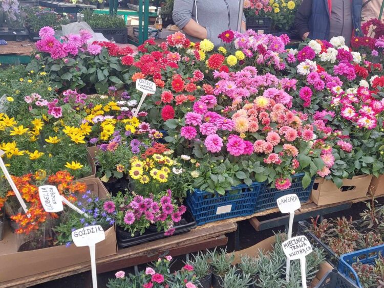 Kwiaty na bazarze przy ulicy Targowej