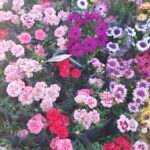 Kwiaty na bazarze przy ulicy Targowej - Polskie Radio Rzeszów