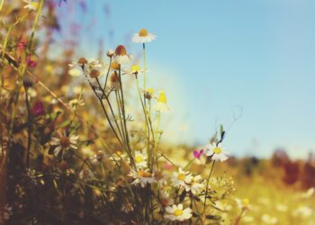 Fale upałów mogą zaostrzać astmę u dzieci