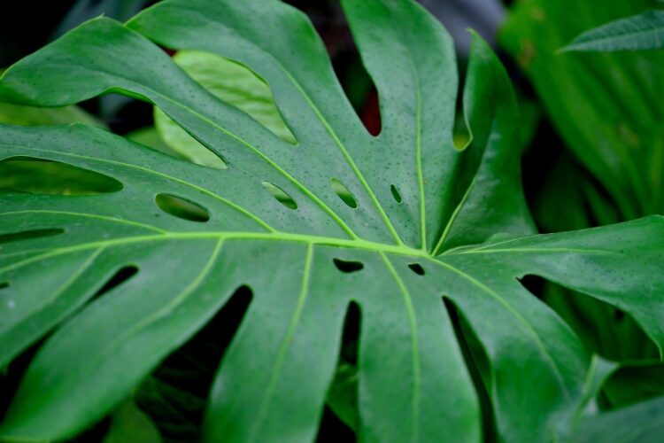 Monstera. Roślina o charakterystycznych liściach