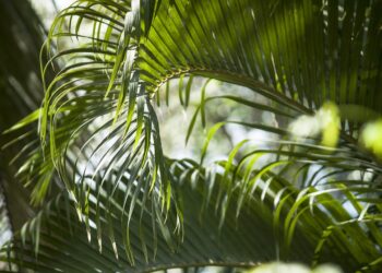 Sztuczna inteligencja wspiera poszukiwania partnerki dla „najbardziej samotnej rośliny na&nbsp;świecie”