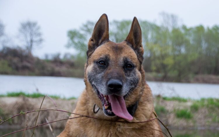 Szukali zaginionego 46-latka. W odnalezieniu pomógł pies
