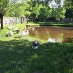 Majówka w kolbuszowskim skansenie 10 - Polskie Radio Rzeszów Majówka w kolbuszowskim skansenie - Polskie Radio Rzeszów