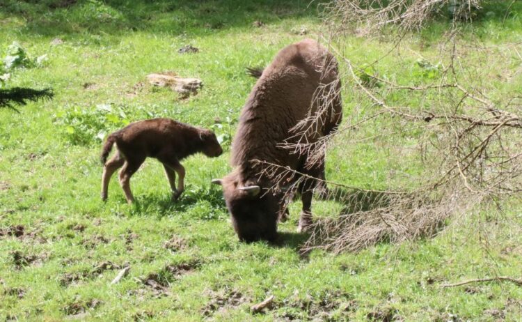 W zagrodzie pokazowej w Mucznem urodziło się żubrzątko