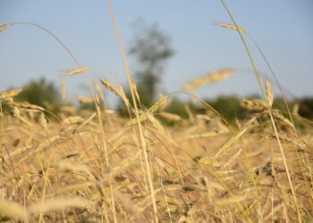 Dopłaty dla rolników, trwa przyjmowanie wniosków