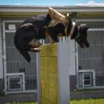 Szkolenie czworonożnych funkcjonariuszy (zdjęcia) - Polskie Radio Rzeszów