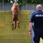 Szkolenie czworonożnych funkcjonariuszy (zdjęcia) - Polskie Radio Rzeszów