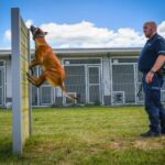 Szkolenie czworonożnych funkcjonariuszy (zdjęcia) - Polskie Radio Rzeszów