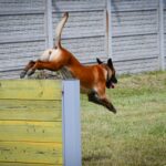 Szkolenie czworonożnych funkcjonariuszy (zdjęcia) - Polskie Radio Rzeszów