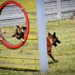 Szkolenie czworonożnych funkcjonariuszy (zdjęcia) - Polskie Radio Rzeszów