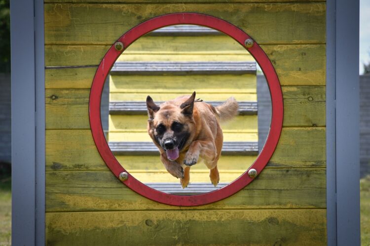 Szkolenie czworonożnych funkcjonariuszy (zdjęcia)