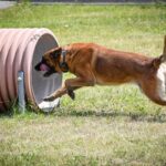 Szkolenie czworonożnych funkcjonariuszy (zdjęcia) - Polskie Radio Rzeszów