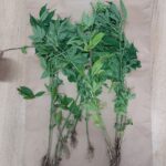 41-latek odpowie za uprawę konopi indyjskich - Polskie Radio Rzeszów