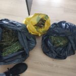 41-latek odpowie za uprawę konopi indyjskich - Polskie Radio Rzeszów