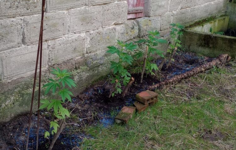 41-latek odpowie za uprawę konopi indyjskich