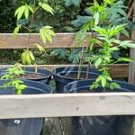 41-latek odpowie za uprawę konopi indyjskich - Polskie Radio Rzeszów