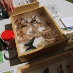 Krajowe Dni Pola za nami (relacje i zdjęcia) - Polskie Radio Rzeszów