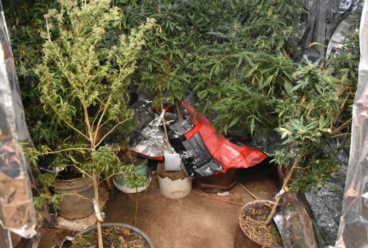 34-latek założył uprawę konopi indyjskich