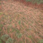 Nadleśnictwo Leżajsk szacuje straty po huraganie 3 - Polskie Radio Rzeszów Nadleśnictwo Leżajsk szacuje straty po huraganie - Polskie Radio Rzeszów