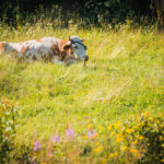Radio Biwak nadawało dziś z Olchowca (fotogaleria) 51 - Polskie Radio Rzeszów Radio Biwak nadawało dziś z Olchowca (fotogaleria) - Polskie Radio Rzeszów