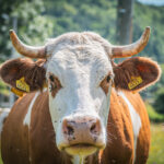 Radio Biwak nadawało dziś z Olchowca (fotogaleria) 39 - Polskie Radio Rzeszów Radio Biwak nadawało dziś z Olchowca (fotogaleria) - Polskie Radio Rzeszów