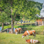 Radio Biwak nadawało dziś z Olchowca (fotogaleria) 38 - Polskie Radio Rzeszów Radio Biwak nadawało dziś z Olchowca (fotogaleria) - Polskie Radio Rzeszów