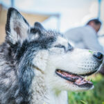 Radio Biwak z Ekomuzeum Na Wypale (fotogaleria) 9 - Polskie Radio Rzeszów Radio Biwak z Ekomuzeum Na Wypale (fotogaleria) - Polskie Radio Rzeszów