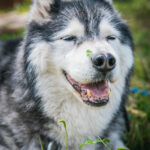 Radio Biwak z Ekomuzeum Na Wypale (fotogaleria) 37 - Polskie Radio Rzeszów Radio Biwak z Ekomuzeum Na Wypale (fotogaleria) - Polskie Radio Rzeszów