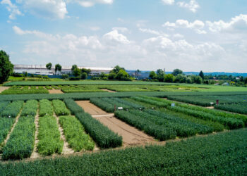 Krajowe Dni Pola w&nbsp;Boguchwale