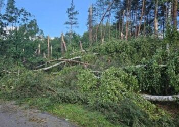 fot.  Regionalna Dyrekcja Lasów Państwowych