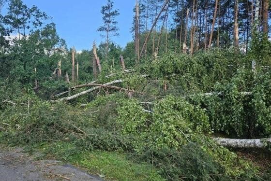 fot.  Regionalna Dyrekcja Lasów Państwowych