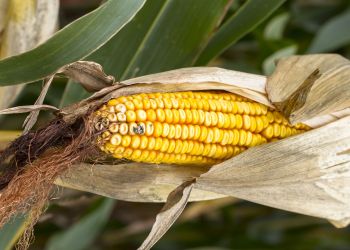 Prokuratura umorzyła postępowania w&nbsp;sprawie wysypania ukraińskiej kukurydzy