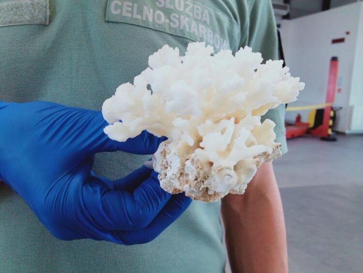 Nieudany przemyt koralowca w Korczowej