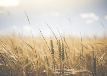 Krajowe Dni Pola na Podkarpaciu