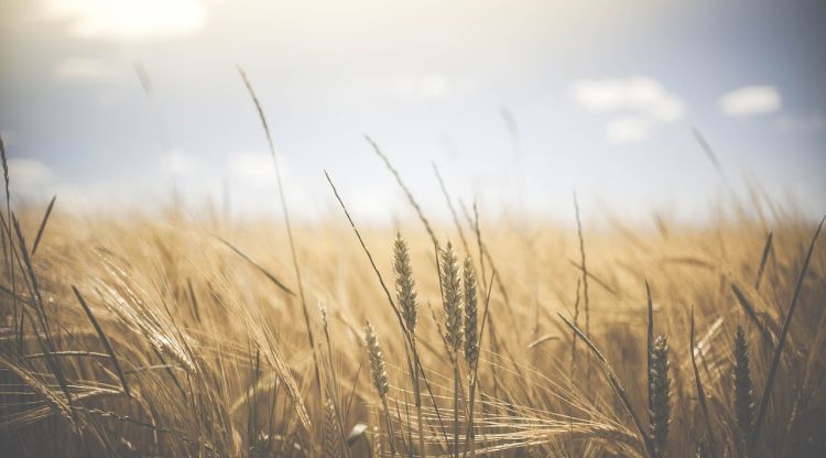 Krajowe Dni Pola na Podkarpaciu